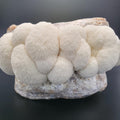 Lion's Mane Mushroom Grow Kit, XL/10lbs, White G351532