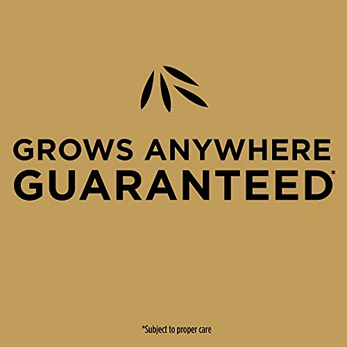 10 lb. Tall Fescue Seed and Fertilizer Mix G933868