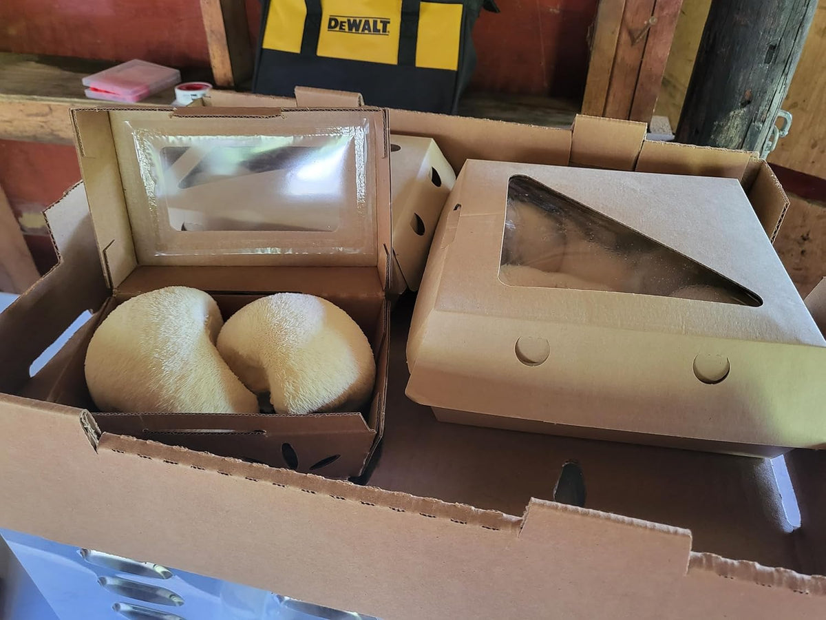 Lion's Mane Mushroom Grow Kit, XL/10lbs, White G351532