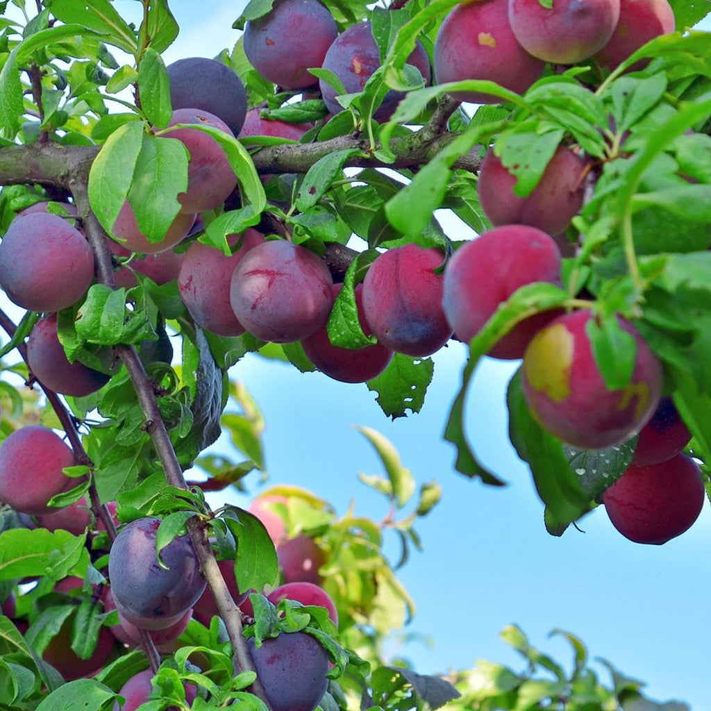 Wild Plum Tree Fruit Seeds for Planting R61054