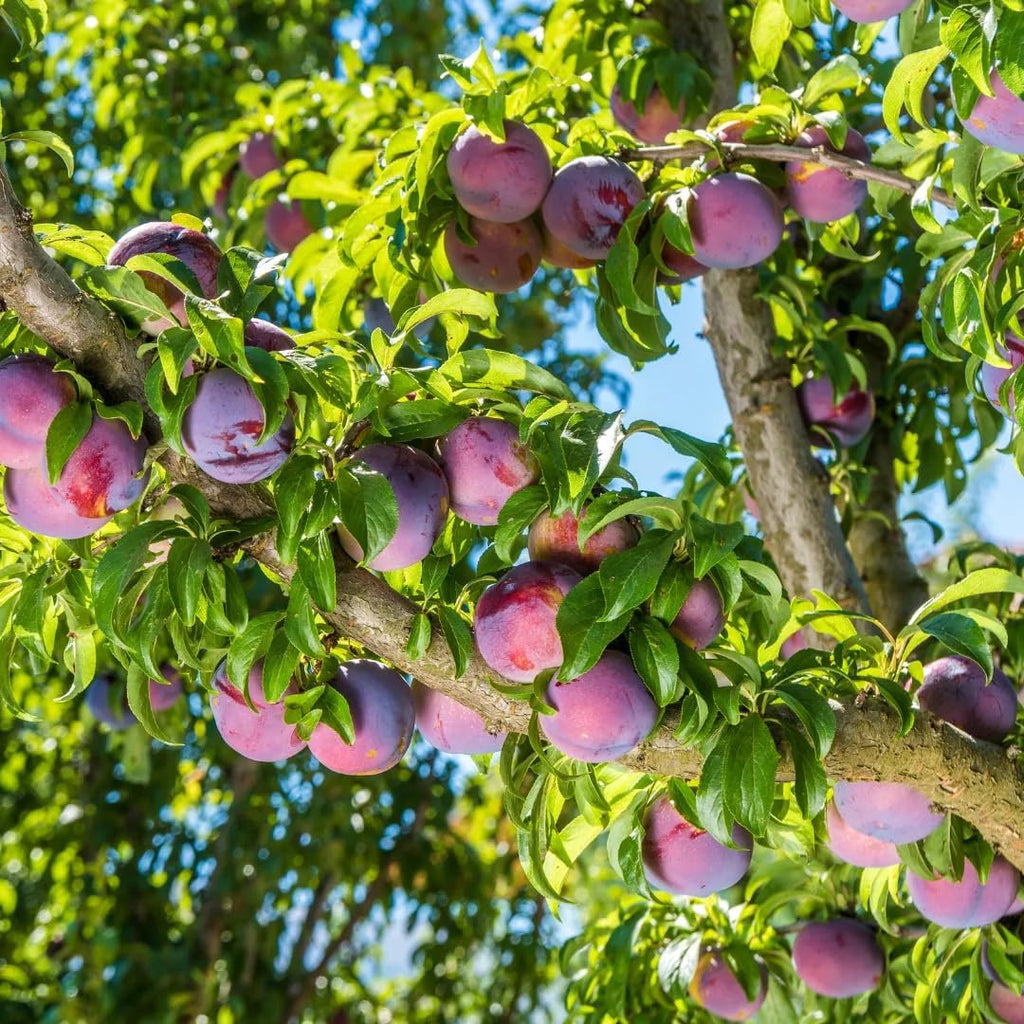 Wild Plum Tree Fruit Seeds for Planting R61054