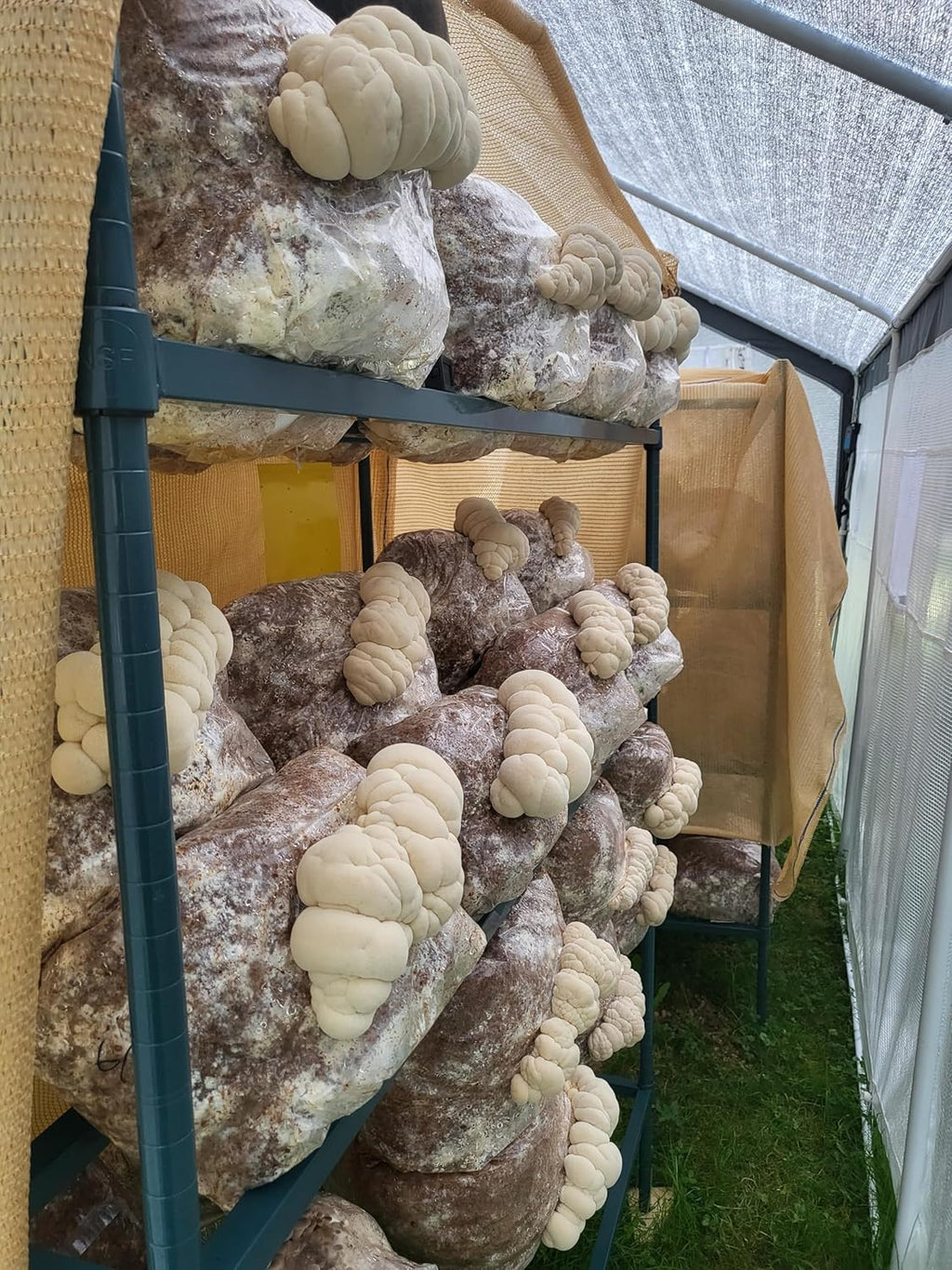 Lion's Mane Mushroom Grow Kit, XL/10lbs, White G351532