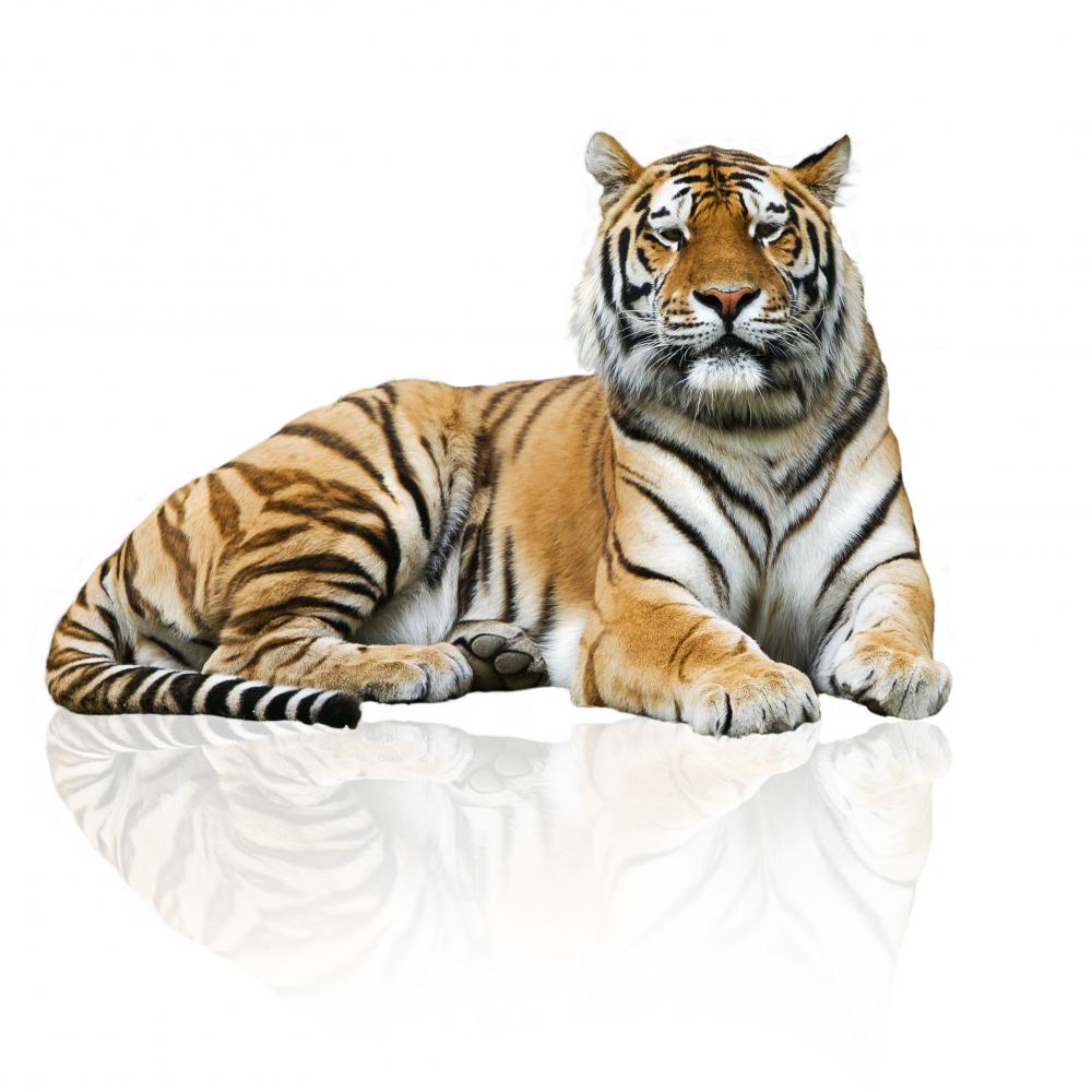 Tiger Wall Decal Peel and Stick Graphic (36 in H x 36 in W) K3599